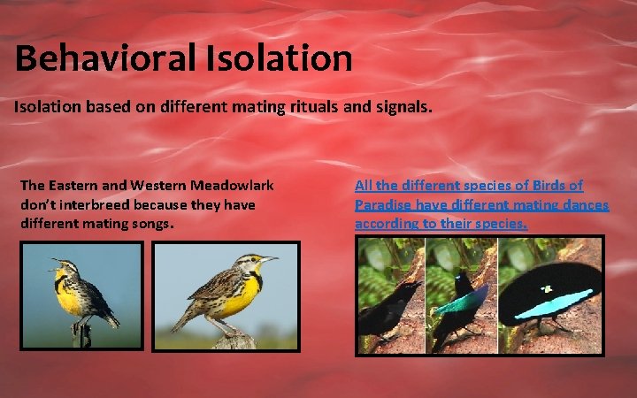 Behavioral Isolation based on different mating rituals and signals. The Eastern and Western Meadowlark