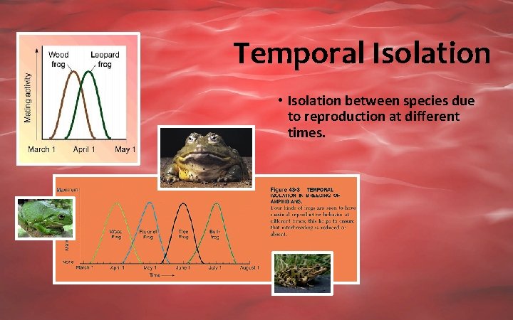 Temporal Isolation • Isolation between species due to reproduction at different times. 