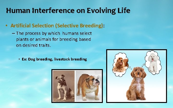 Human Interference on Evolving Life • Artificial Selection (Selective Breeding): – The process by