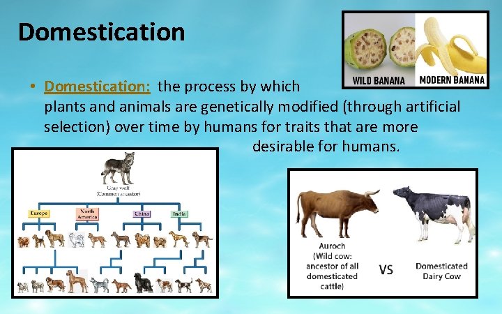 Domestication • Domestication: the process by which plants and animals are genetically modified (through