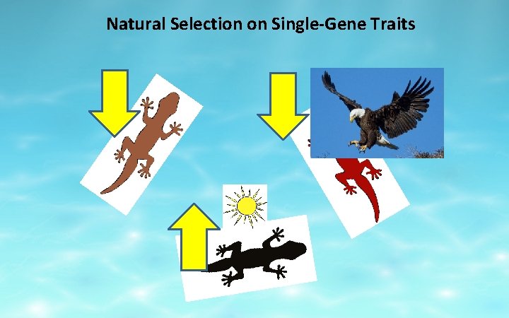 Natural Selection on Single-Gene Traits 