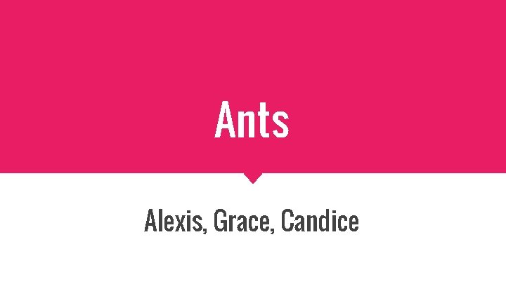 Ants Alexis, Grace, Candice 