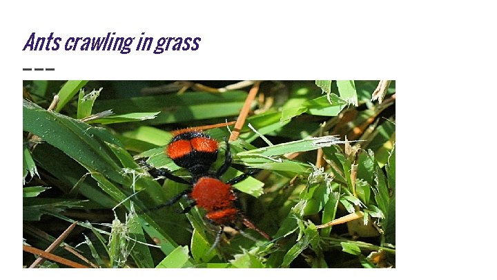 Ants crawling in grass 