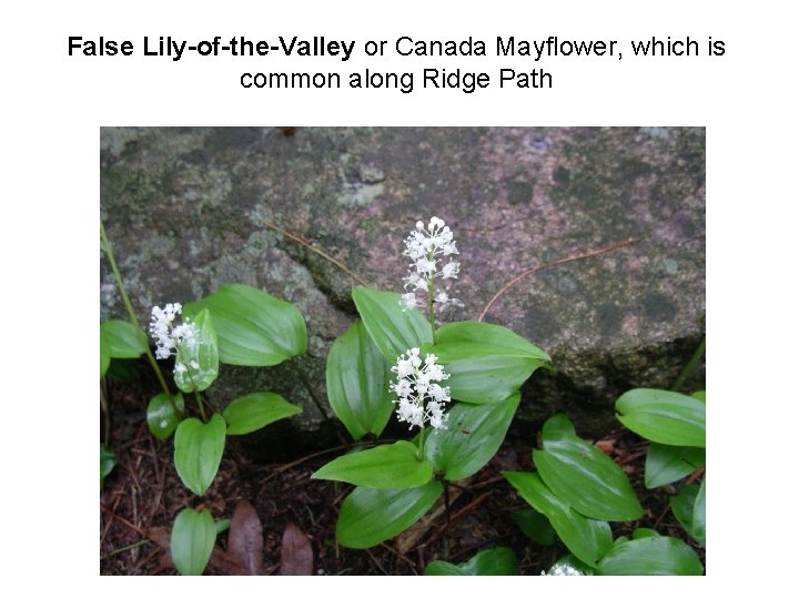 False Lily-of-the-Valley or Canada Mayflower, which is common along Ridge Path False Lily-of-the-Valley or Canada Mayflower, which is common along Ridge Path
