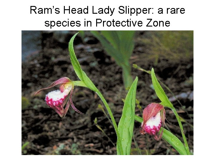 Ram’s Head Lady Slipper: a rare species in Protective Zone Ram’s Head Lady Slipper: a rare species in Protective Zone