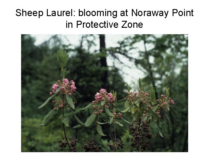 Sheep Laurel: blooming at Noraway Point in Protective Zone Sheep Laurel: blooming at Noraway Point in Protective Zone