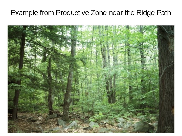 Example from Productive Zone near the Ridge Path Example from Productive Zone near the Ridge Path