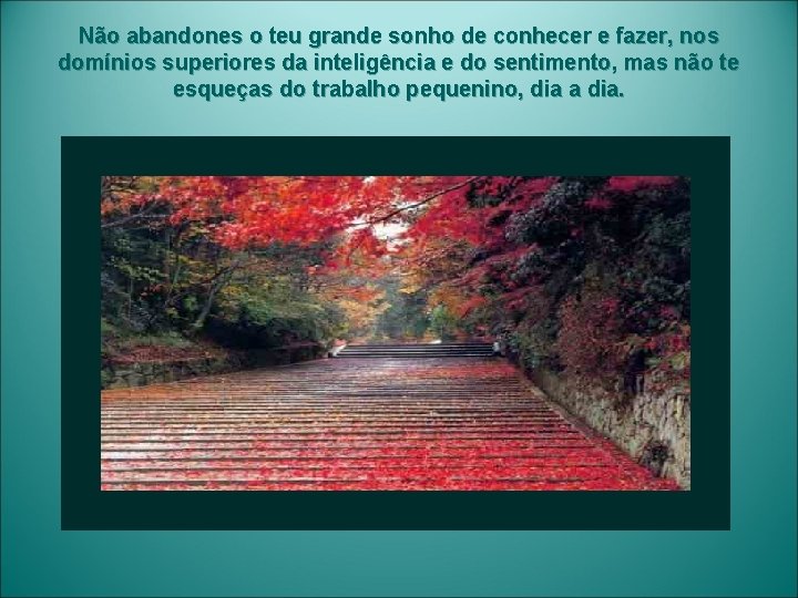 Não abandones o teu grande sonho de conhecer e fazer, nos domínios superiores da