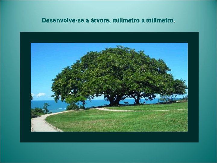 Desenvolve-se a árvore, milímetro a milímetro. 