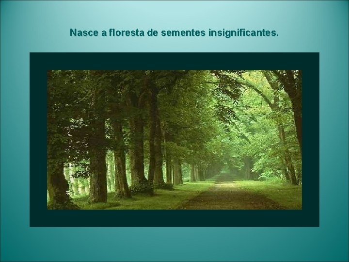 Nasce a floresta de sementes insignificantes. 