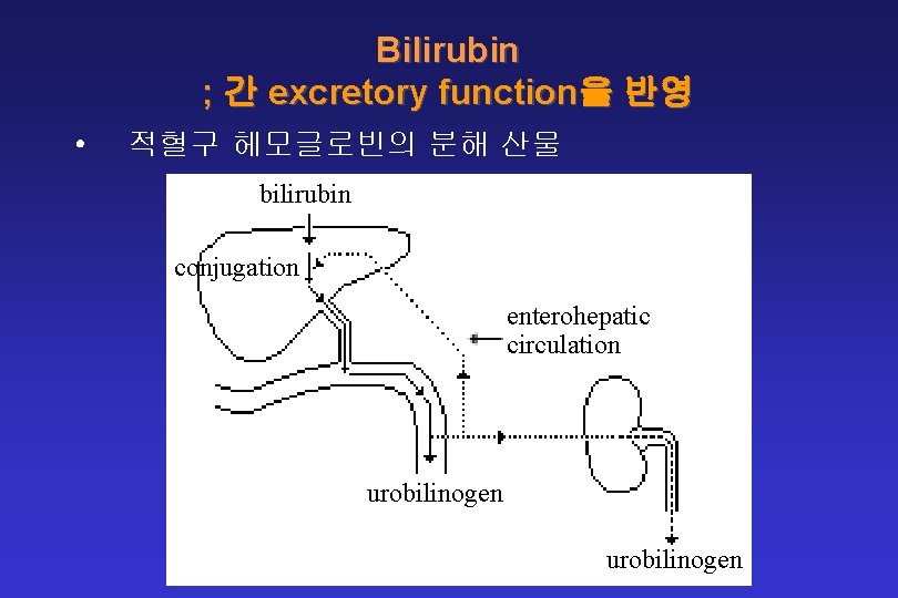 Bilirubin ; 간 excretory function을 반영 • 적혈구 헤모글로빈의 분해 산물 bilirubin conjugation enterohepatic