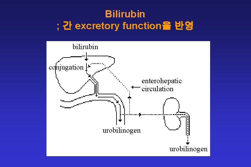 Bilirubin ; 간 excretory function을 반영 bilirubin conjugation enterohepatic circulation urobilinogen 