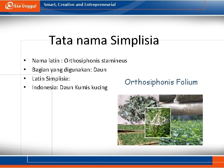 Tata nama Simplisia • • Nama latin : Orthosiphonis stamineus Bagian yang digunakan: Daun