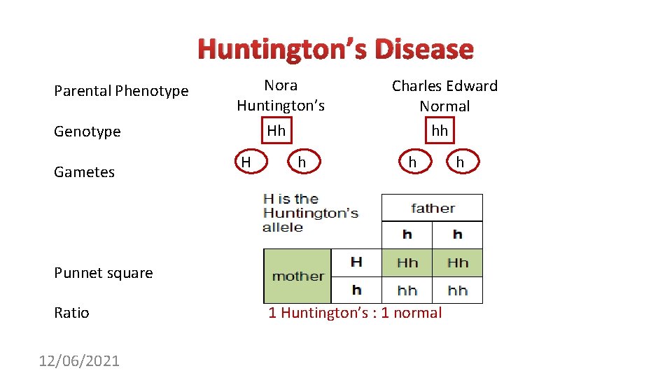 Huntington’s Disease Parental Phenotype Nora Huntington’s Hh Genotype Gametes H h Charles Edward Normal