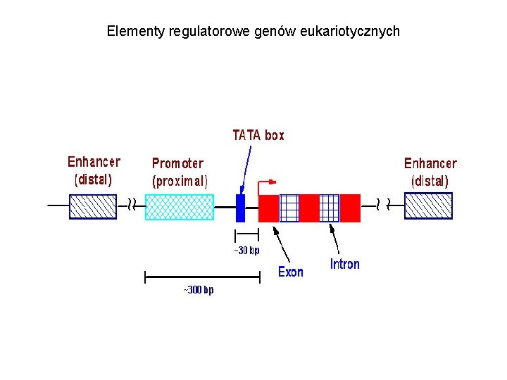 Elementy regulatorowe genów eukariotycznych 