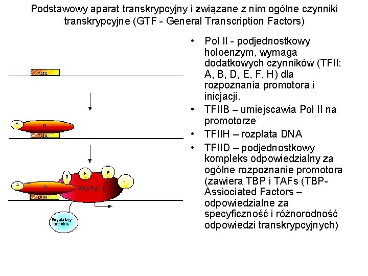 Podstawowy aparat transkrypcyjny i związane z nim ogólne czynniki transkrypcyjne (GTF - General Transcription