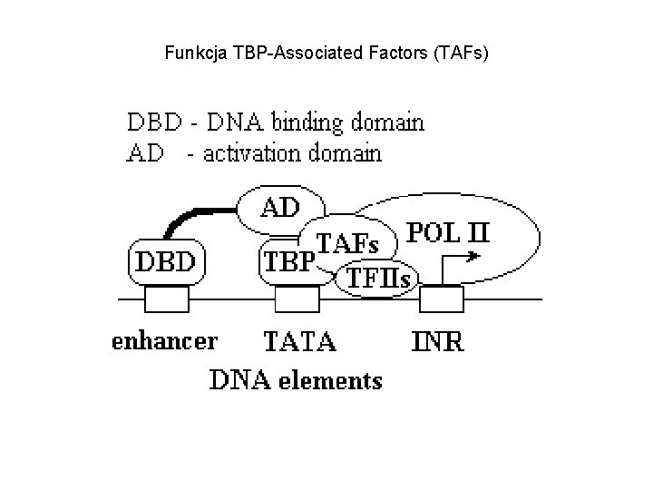 Funkcja TBP-Associated Factors (TAFs) 