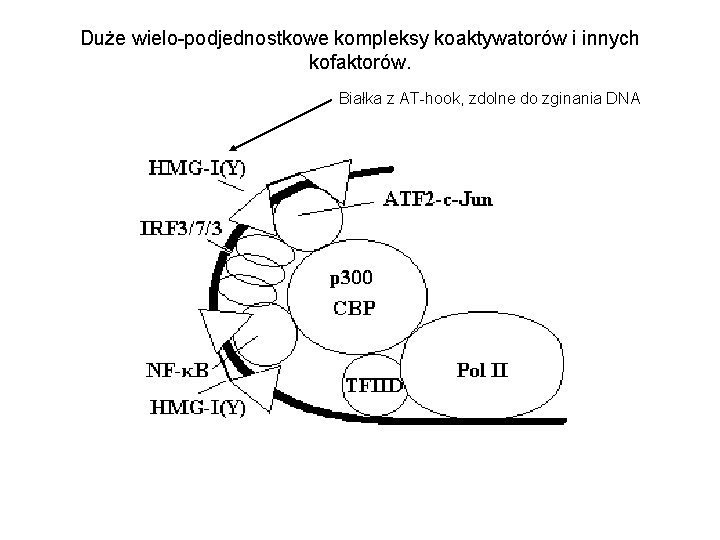 Duże wielo-podjednostkowe kompleksy koaktywatorów i innych kofaktorów. Białka z AT-hook, zdolne do zginania DNA