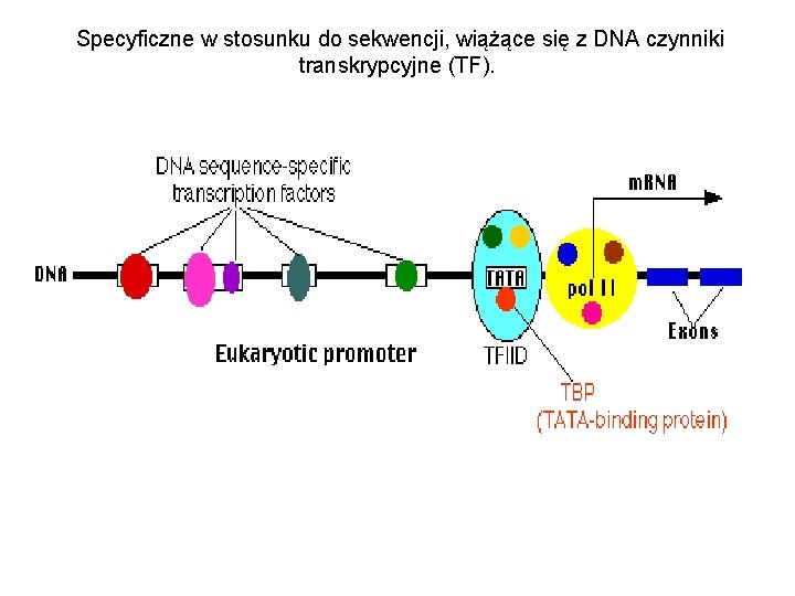 Specyficzne w stosunku do sekwencji, wiążące się z DNA czynniki transkrypcyjne (TF). 