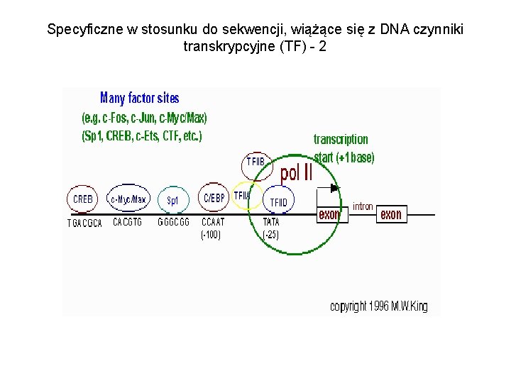 Specyficzne w stosunku do sekwencji, wiążące się z DNA czynniki transkrypcyjne (TF) - 2