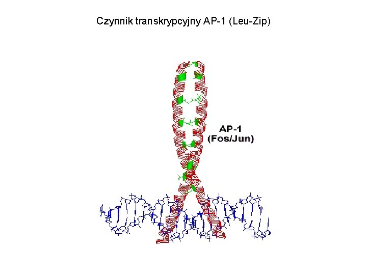 Czynnik transkrypcyjny AP-1 (Leu-Zip) 