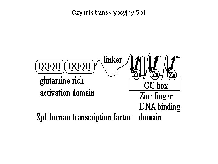 Czynnik transkrypcyjny Sp 1 