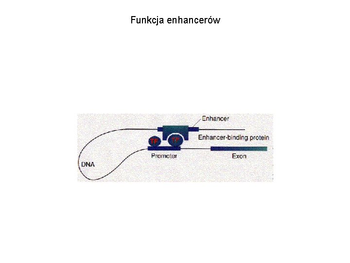 Funkcja enhancerów 