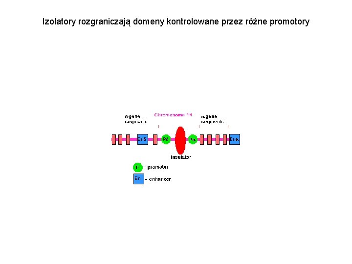 Izolatory rozgraniczają domeny kontrolowane przez różne promotory 