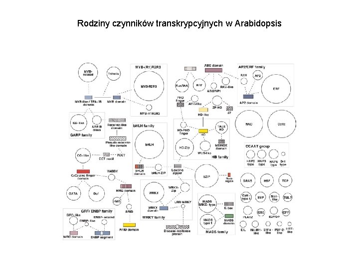 Rodziny czynników transkrypcyjnych w Arabidopsis 