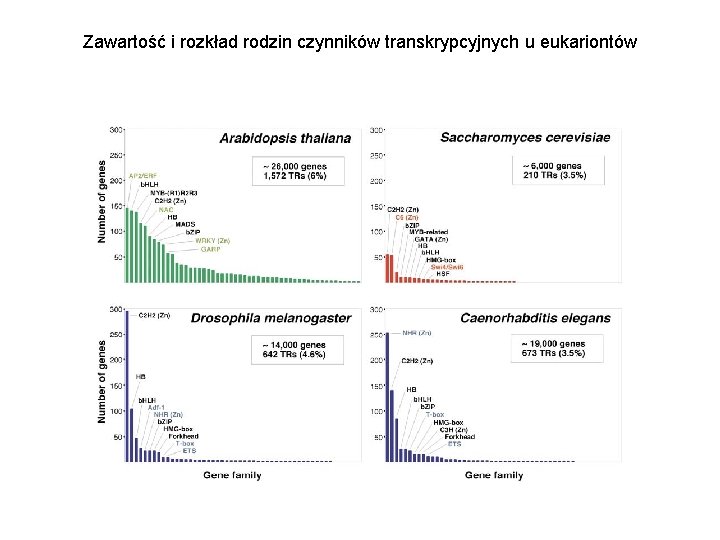 Zawartość i rozkład rodzin czynników transkrypcyjnych u eukariontów 