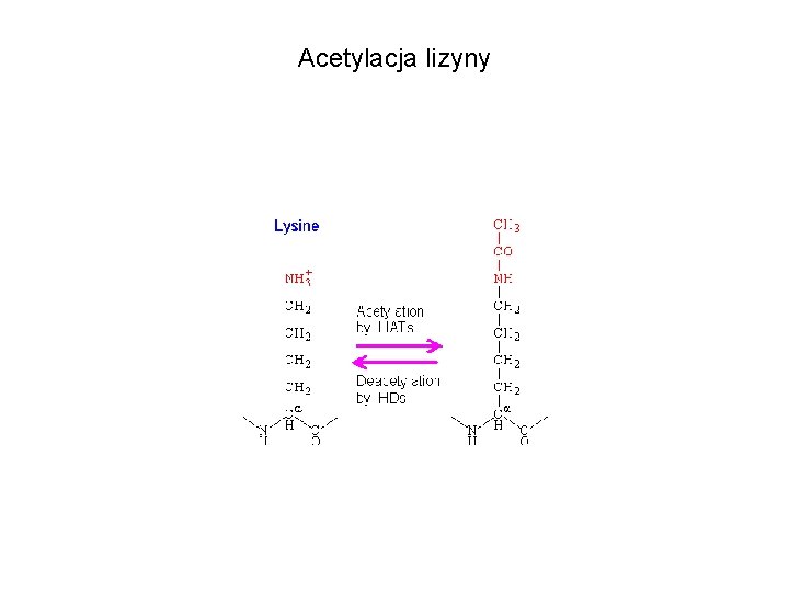 Acetylacja lizyny 