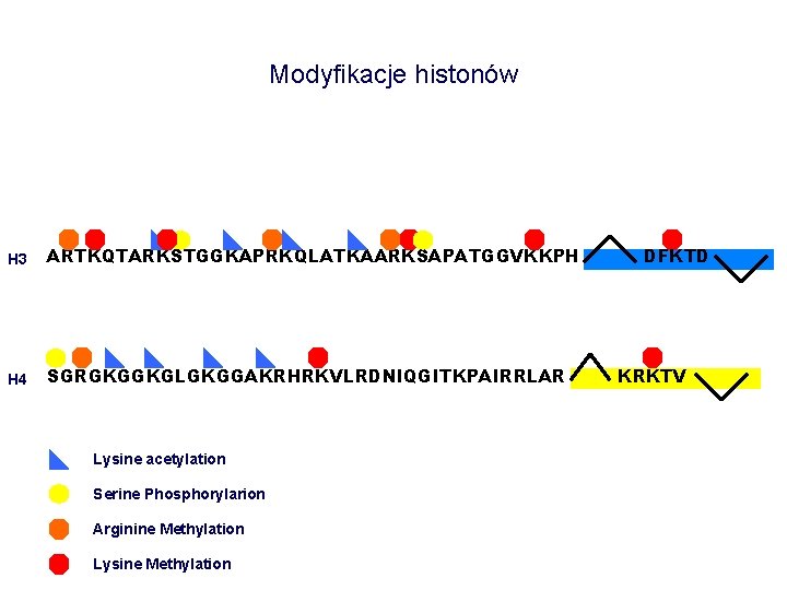 Modyfikacje histonów H 3 ARTKQTARKSTGGKAPRKQLATKAARKSAPATGGVKKPH H 4 SGRGKGGKGLGKGGAKRHRKVLRDNIQGITKPAIRRLAR Lysine acetylation Serine Phosphorylarion Arginine Methylation