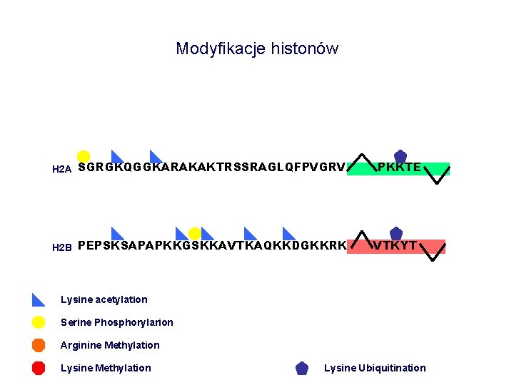 Modyfikacje histonów H 2 A SGRGKQGGKARAKAKTRSSRAGLQFPVGRV H 2 B PEPSKSAPAPKKGSKKAVTKAQKKDGKKRK PKKTE VTKYT Lysine acetylation