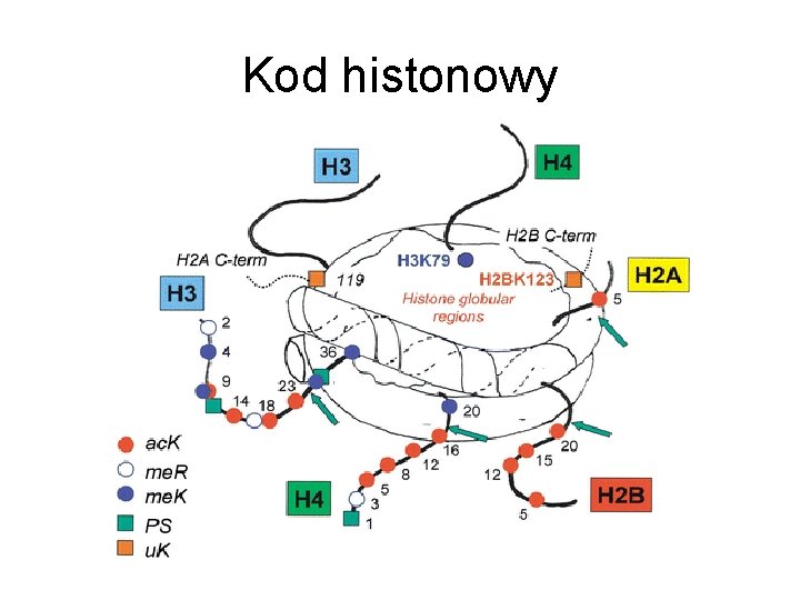 Kod histonowy 