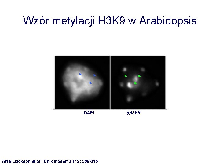 Wzór metylacji H 3 K 9 w Arabidopsis DAPI After Jackson et al. ,