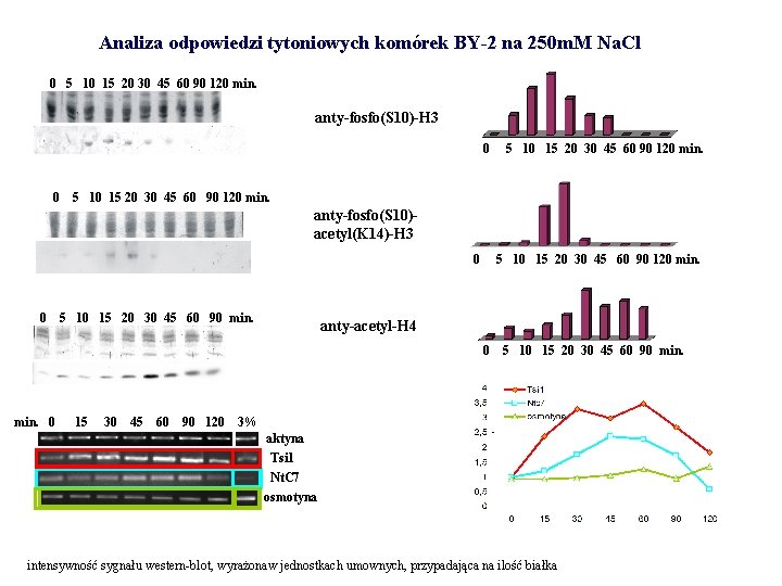 Analiza odpowiedzi tytoniowych komórek BY-2 na 250 m. M Na. Cl 0 5 10