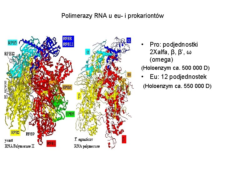 Polimerazy RNA u eu- i prokariontów • Pro: podjednostki 2 Xalfa, β, β’, ω