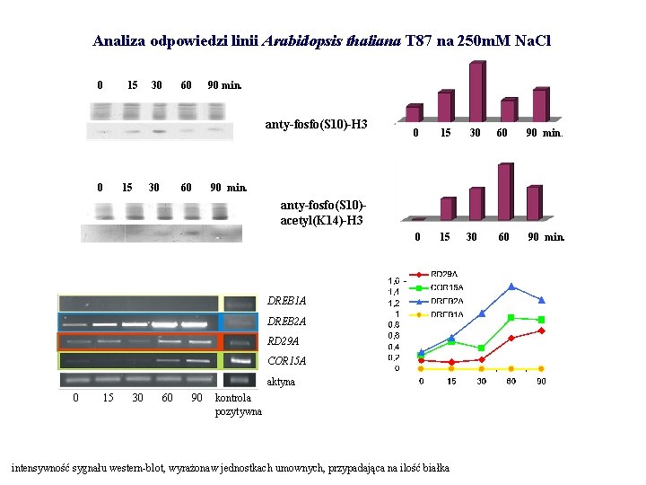 Analiza odpowiedzi linii Arabidopsis thaliana T 87 na 250 m. M Na. Cl 0