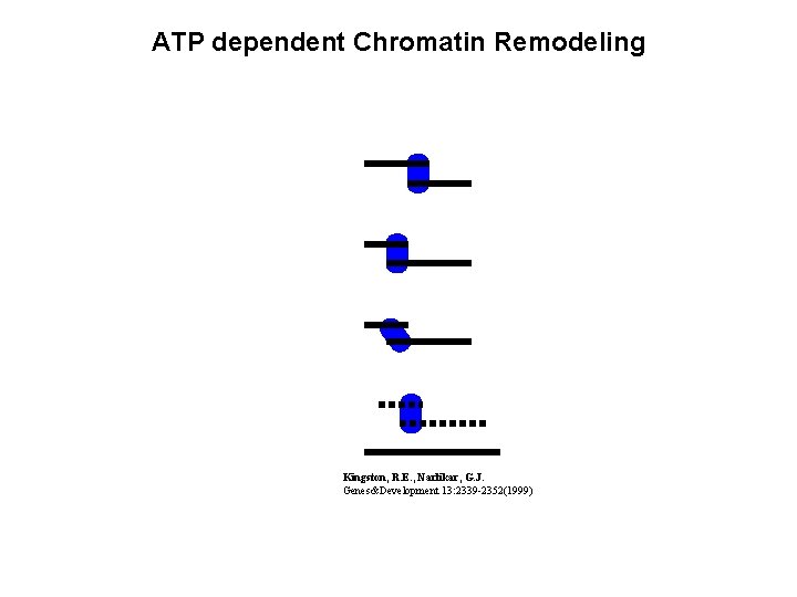 ATP dependent Chromatin Remodeling Kingston, R. E. , Narlikar, G. J. Genes&Development 13: 2339
