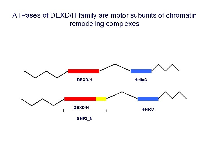 ATPases of DEXD/H family are motor subunits of chromatin remodeling complexes DEXD/H SNF 2_N