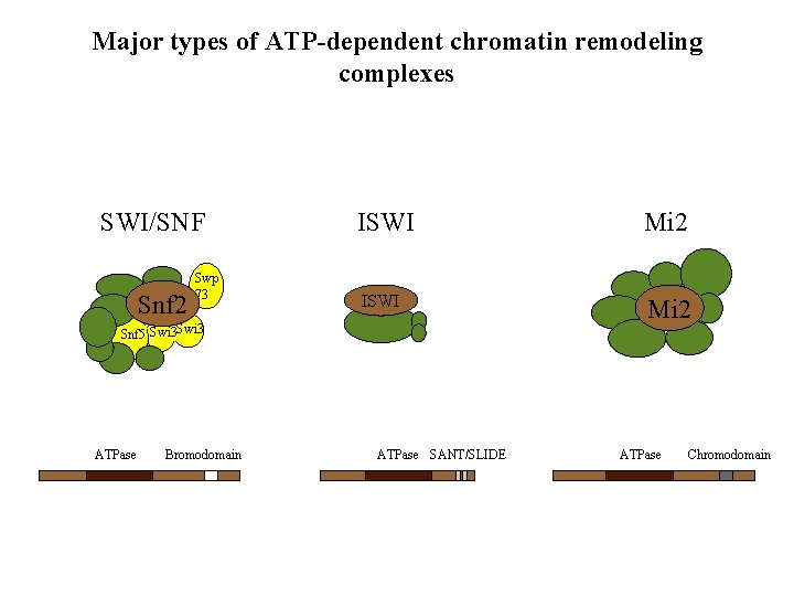 Major types of ATP-dependent chromatin remodeling complexes SWI/SNF Snf 2 Swp 73 ISWI Snf