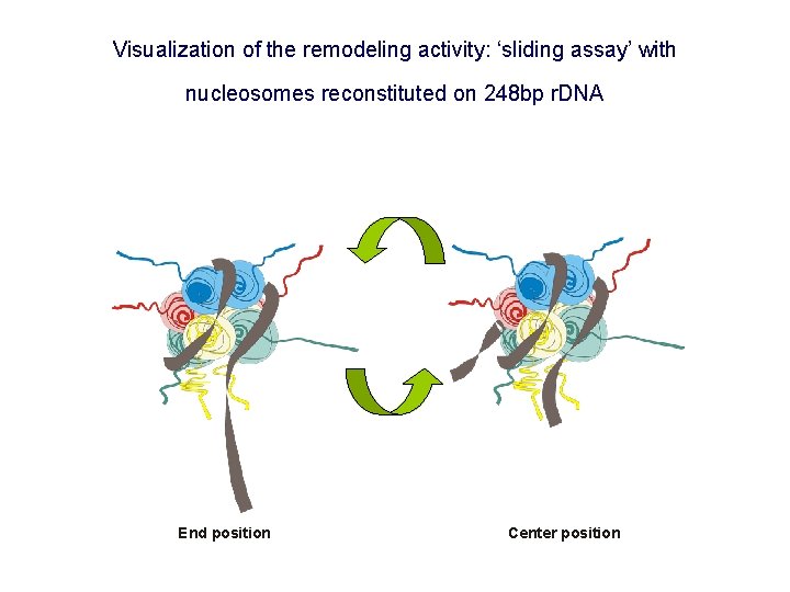 Visualization of the remodeling activity: ‘sliding assay’ with nucleosomes reconstituted on 248 bp r.