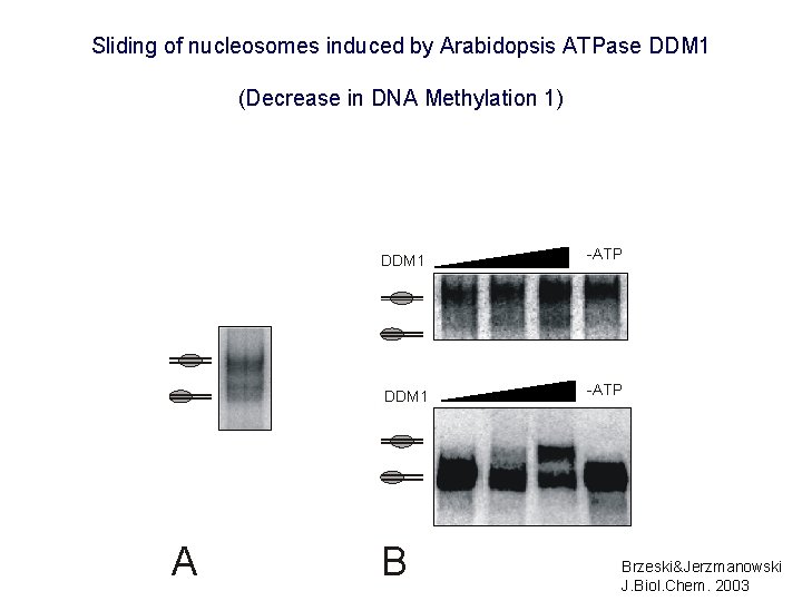 Sliding of nucleosomes induced by Arabidopsis ATPase DDM 1 (Decrease in DNA Methylation 1)