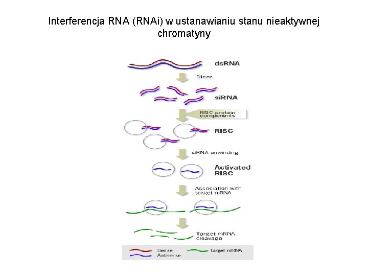 Interferencja RNA (RNAi) w ustanawianiu stanu nieaktywnej chromatyny 