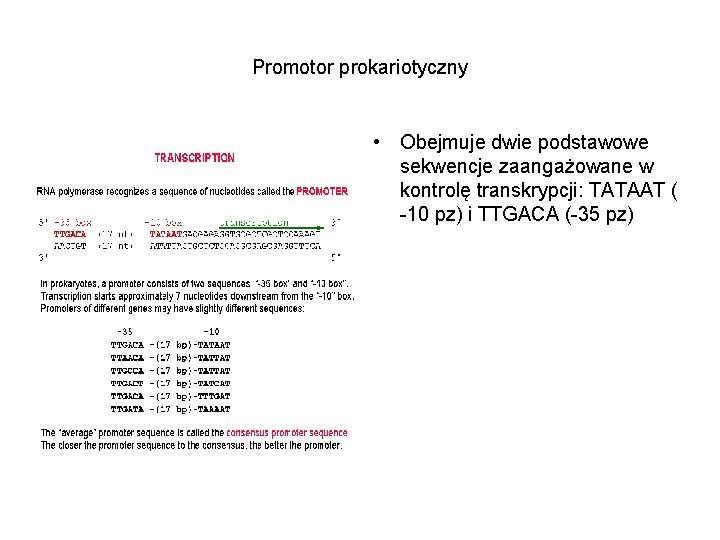 Promotor prokariotyczny • Obejmuje dwie podstawowe sekwencje zaangażowane w kontrolę transkrypcji: TATAAT ( -10