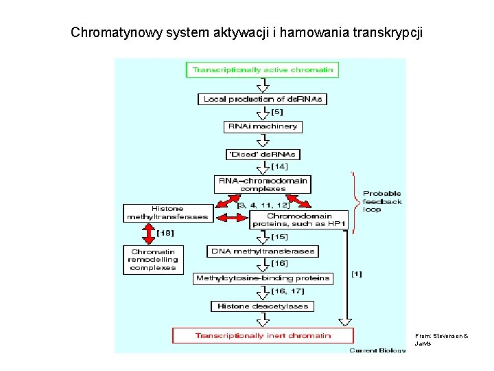 Chromatynowy system aktywacji i hamowania transkrypcji From: Stevenson & Jarvis 