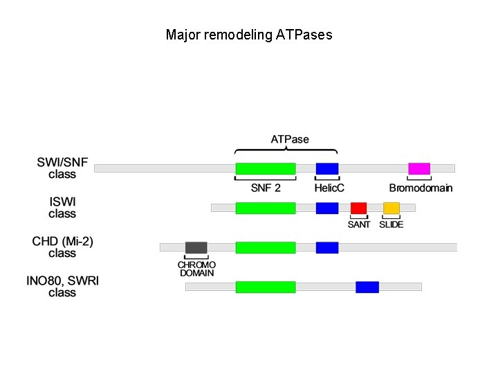 Major remodeling ATPases 