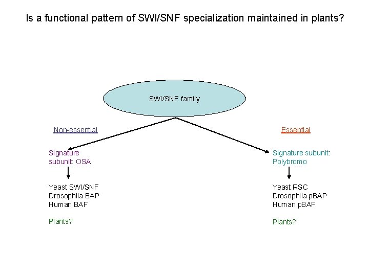 Is a functional pattern of SWI/SNF specialization maintained in plants? SWI/SNF family Non-essential Essential