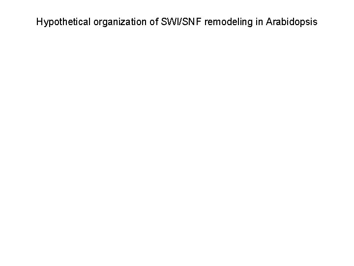 Hypothetical organization of SWI/SNF remodeling in Arabidopsis 