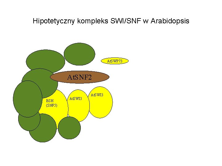 Hipotetyczny kompleks SWI/SNF w Arabidopsis At. SWP 73 At. SNF 2 BSH (SNF 5)